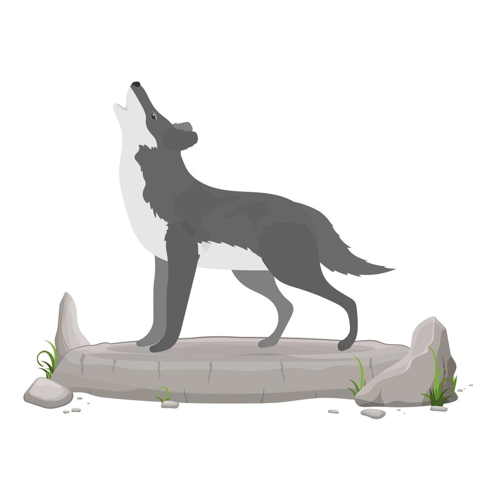 loup hurlant sur un rocher. loup isolé sur fond blanc. illustration stylisée d'un loup. animal de la forêt de polesie. illustration vectorielle de stock. vecteur