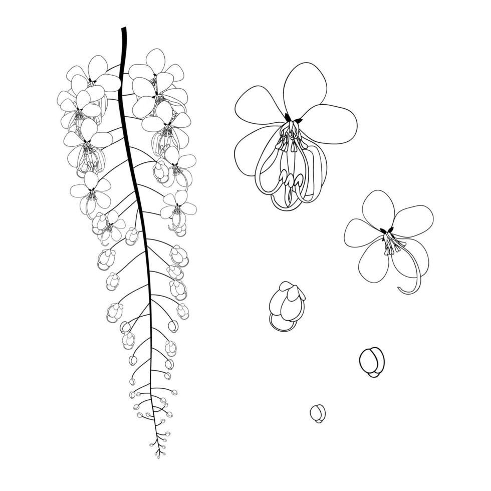 cassia fistula - fleur de douche gloden noir blanc vecteur