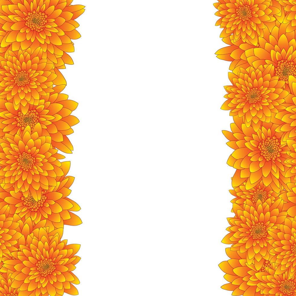 frontière de chrysanthème jaune isolé sur fond blanc. vecteur