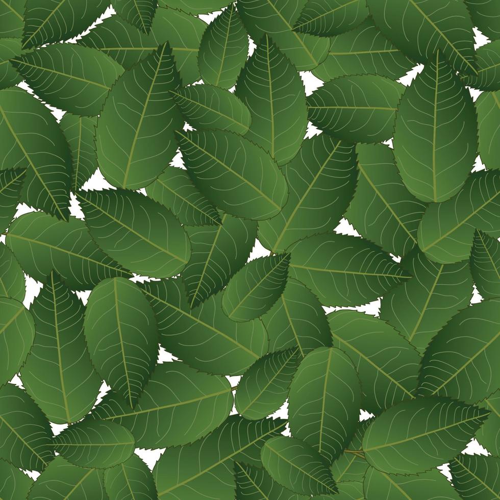 feuilles de camélia sur fond blanc vecteur