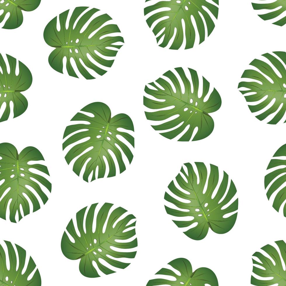 Feuille de philodendron monstera sur fond blanc vecteur