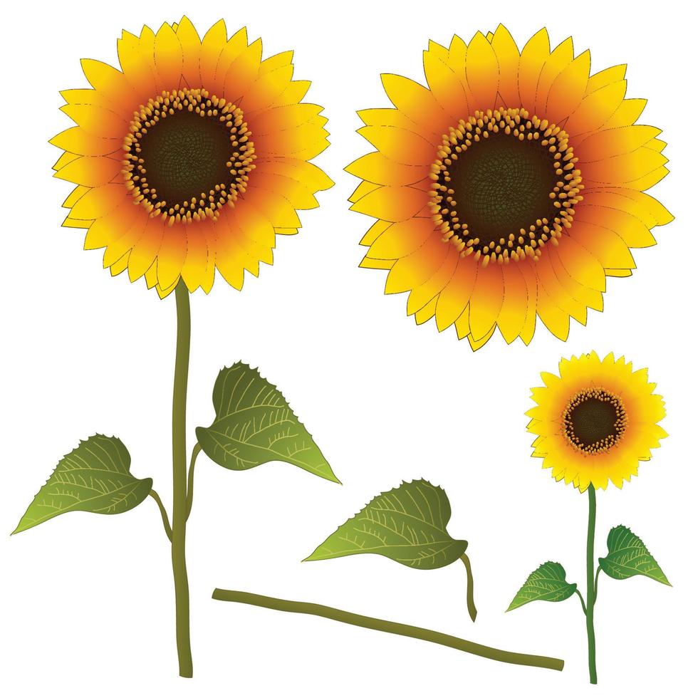 tournesol ou hélianthus. illustration vectorielle. isolé sur fond blanc vecteur