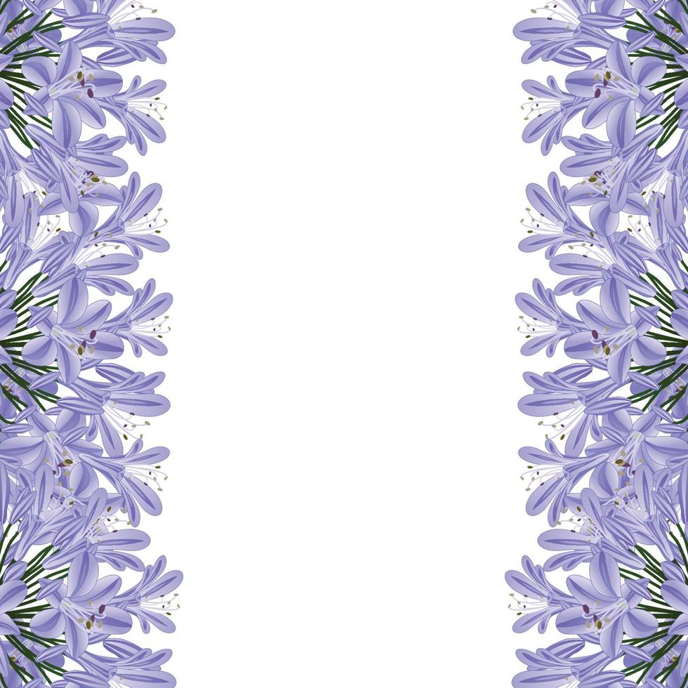 bordure d'agapanthe bleu violet - lis du nil, lis africain vecteur