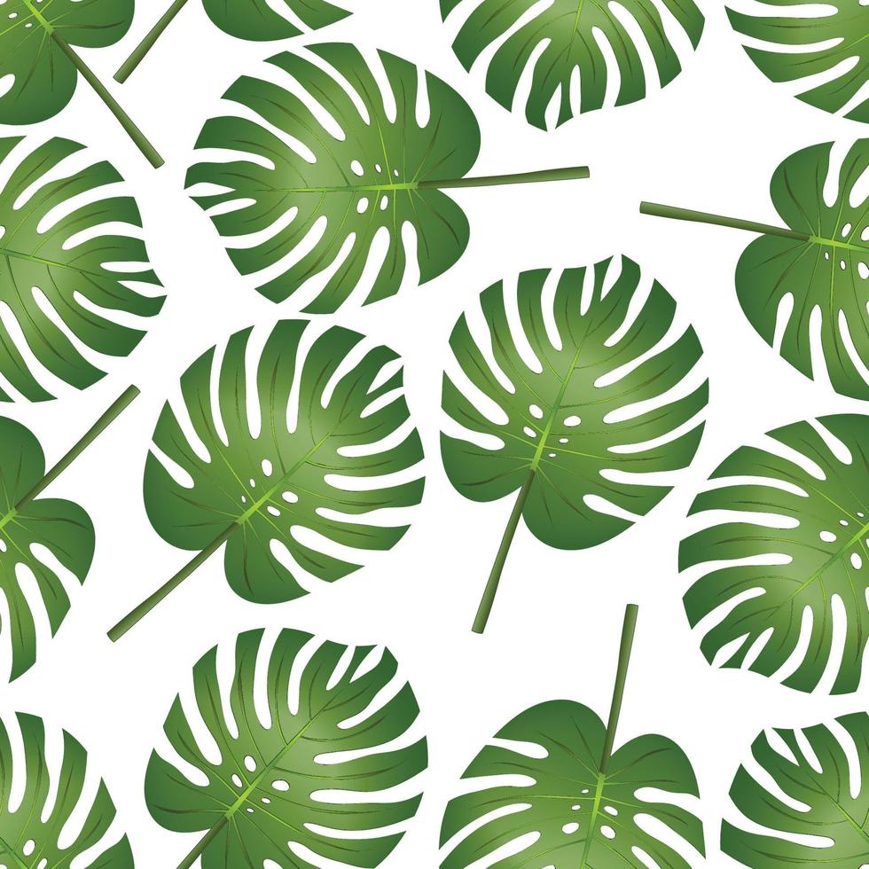 philodendron monstera feuille sans soudure isolé sur fond blanc. vecteur