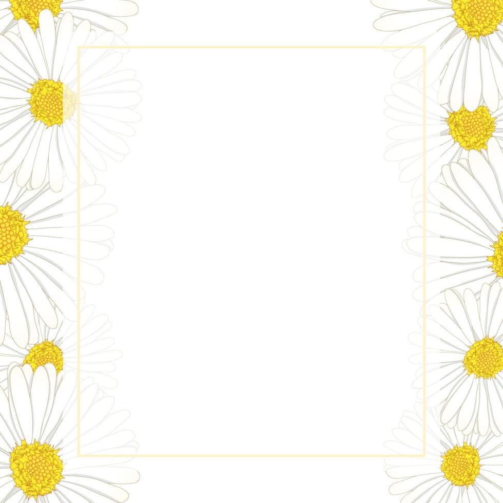 aster blanc, bordure de carte de bannière de fleur de marguerite vecteur