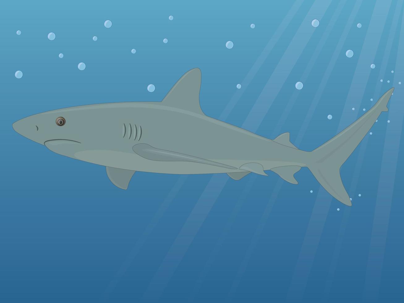 illustration vectorielle sous-marine de requin de récif gris vecteur