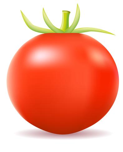 illustration vectorielle tomate vecteur