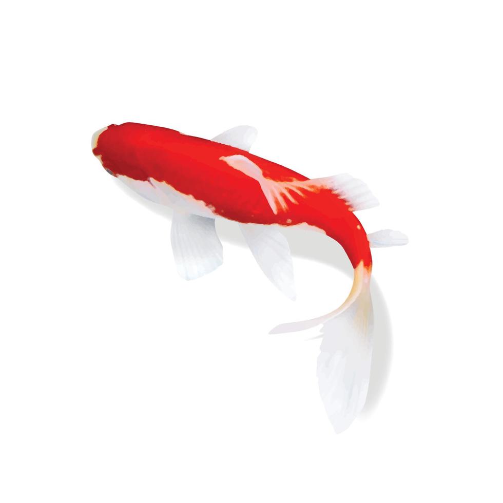 vecteur de poisson koi sur fond blanc. adapté à la décoration