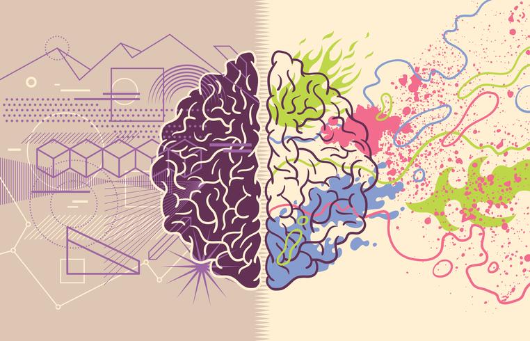 Hémisphères du cerveau humain vecteur