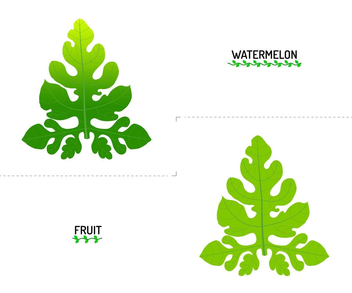 deux belles feuilles de pastèque. dessin vectoriel sur fond blanc. c'est un fruit sucré.