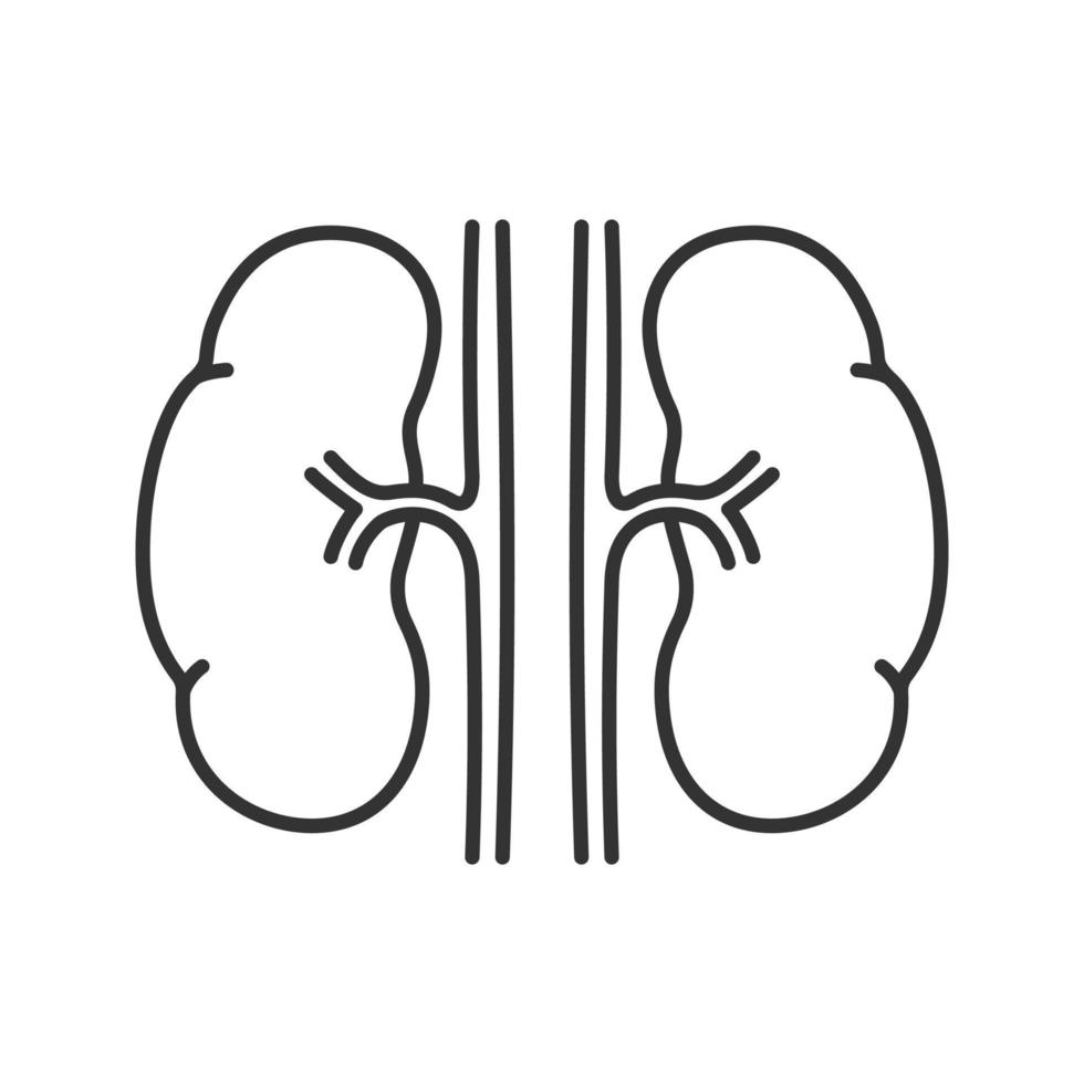 icône linéaire de reins humains. illustration de la ligne mince. système urinaire. symbole de contour. dessin de contour isolé de vecteur