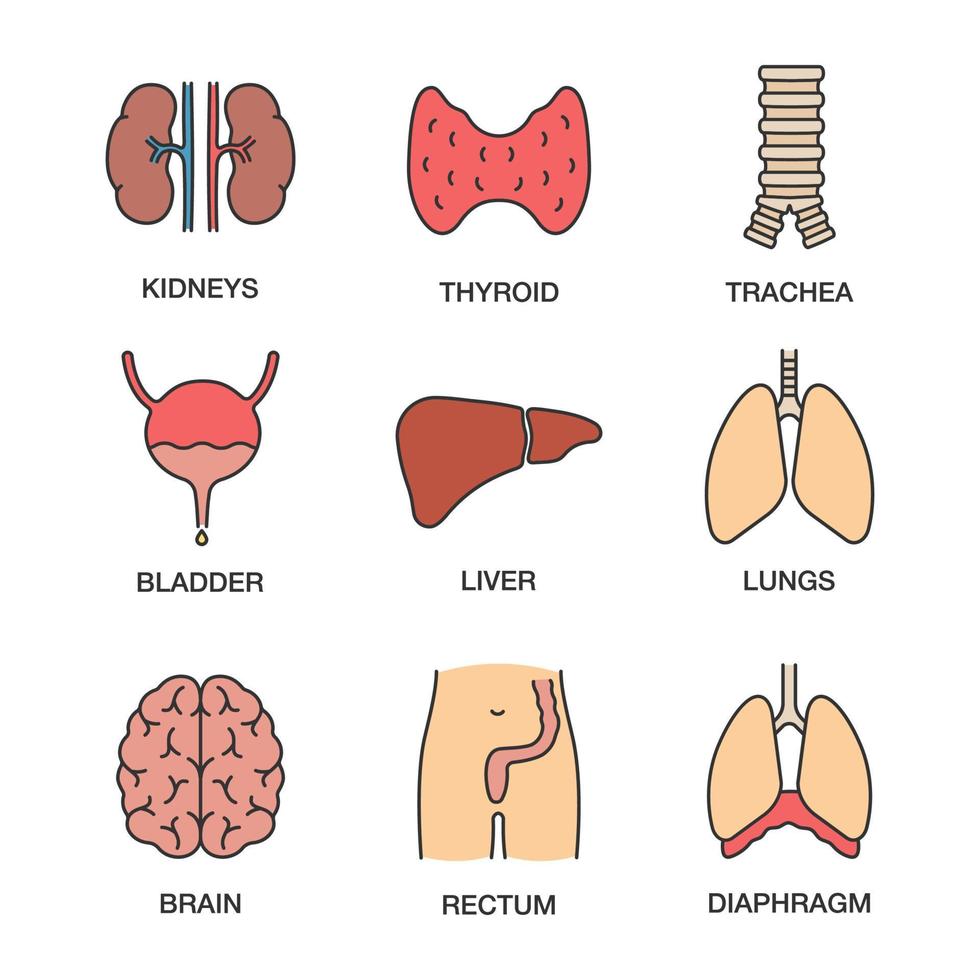 ensemble d'icônes de couleur des organes internes humains. reins, thyroïde, trachée, vessie, foie, poumons, cerveau, rectum, diaphragme. illustrations vectorielles isolées vecteur