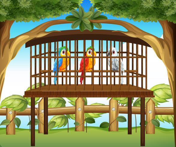 Perroquets Ara dans une cage en bois vecteur