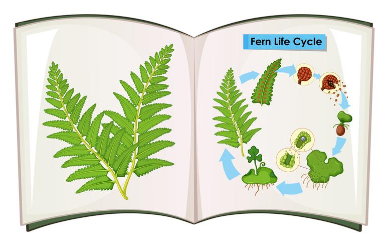 Livre du cycle de vie des fougères vecteur