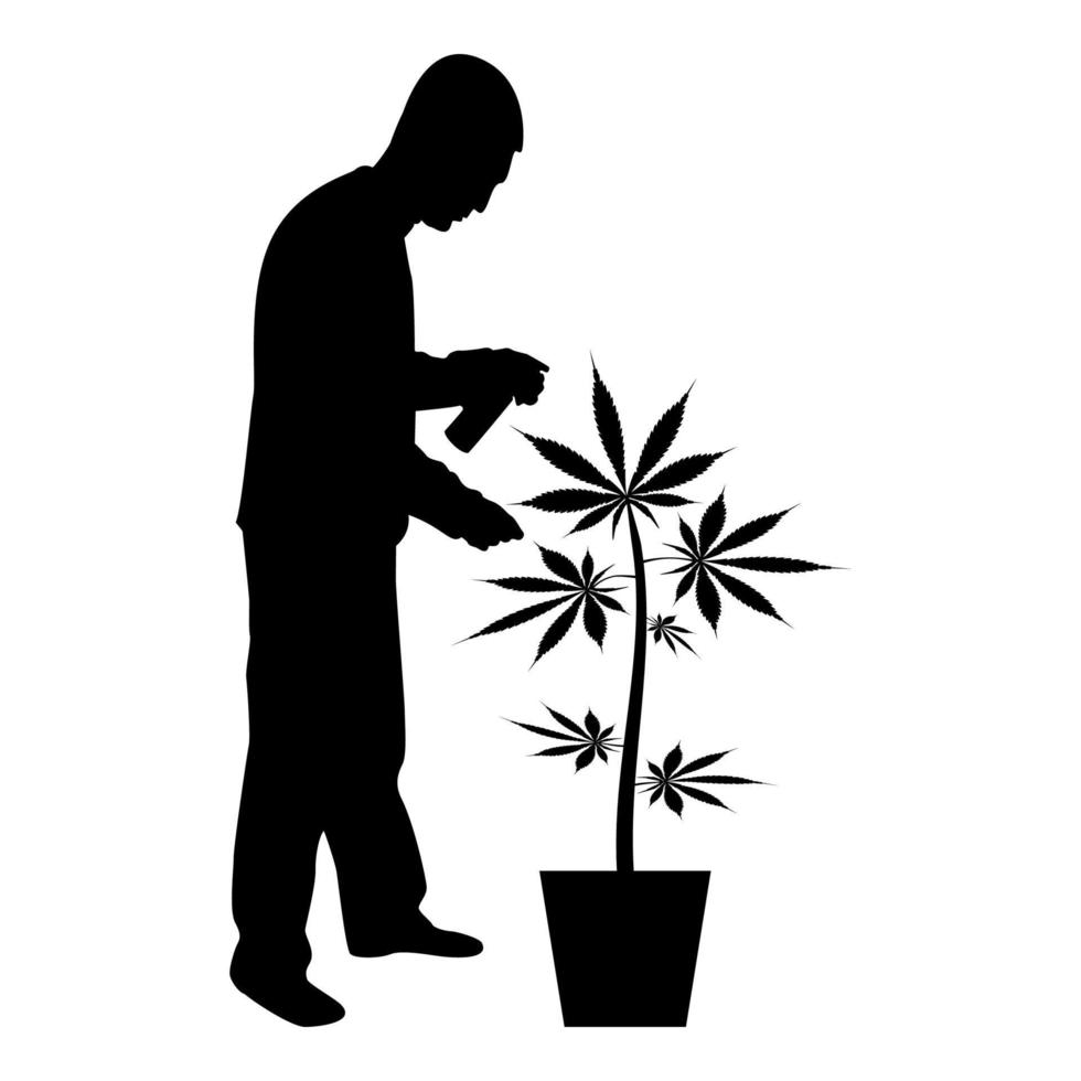 homme silhouette s'occuper de la plante de marijuana en pot vecteur