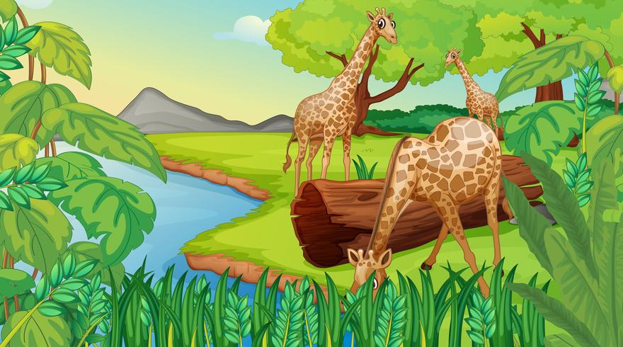 Trois girafes au bord de la rivière vecteur