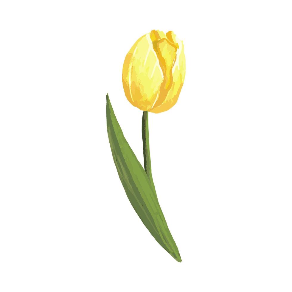 aquarelle jaune tulipe vecteur dessin à la main dessin à la main