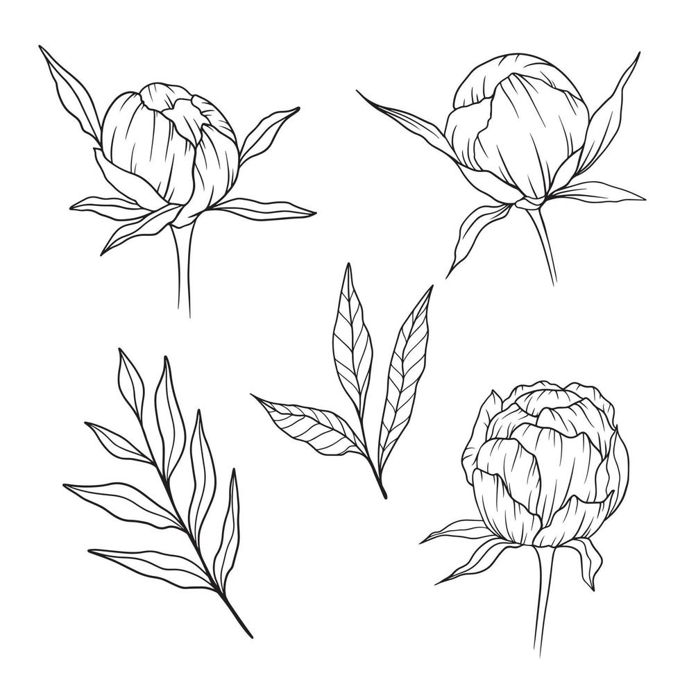 contour de pivoine isolé, pivoines d'art en ligne, dessin au trait floral, dessin au trait botanique vecteur