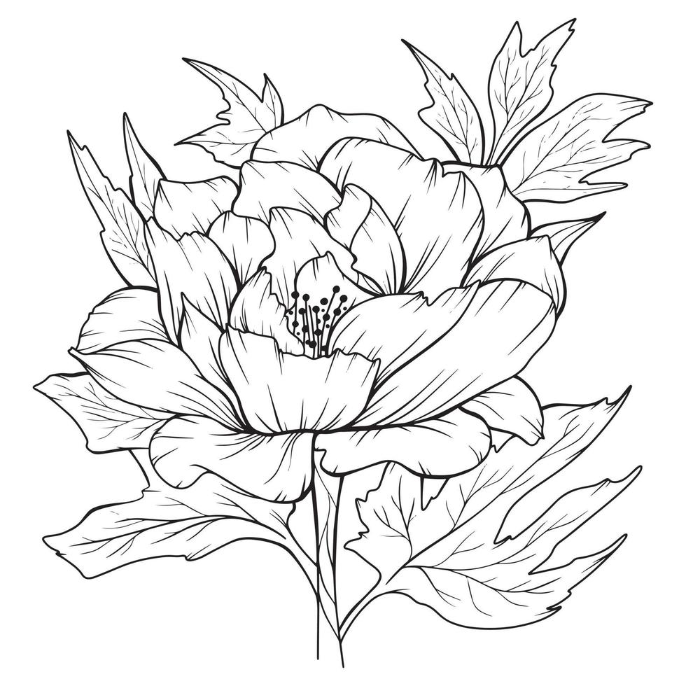 contour de pivoine isolé, pivoines d'art en ligne, dessin au trait floral, dessin au trait botanique vecteur