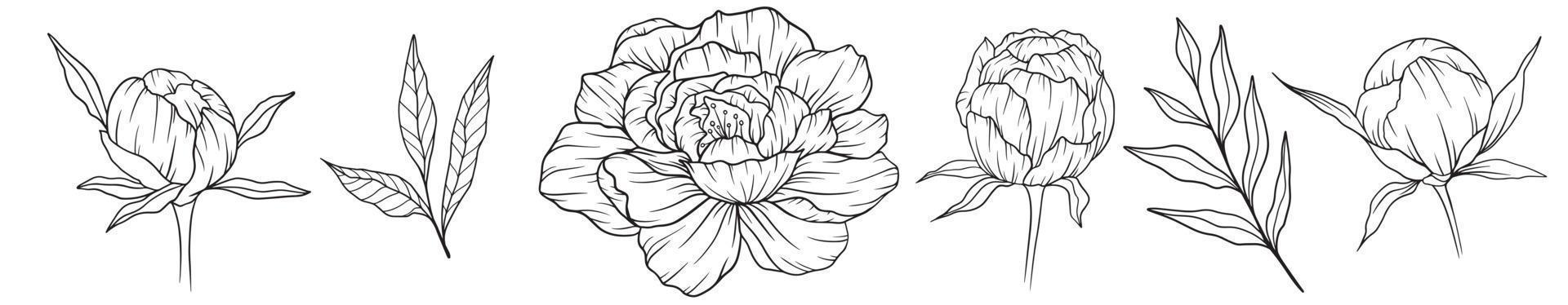 contour de pivoine isolé, pivoines d'art en ligne, dessin au trait floral, dessin au trait botanique vecteur