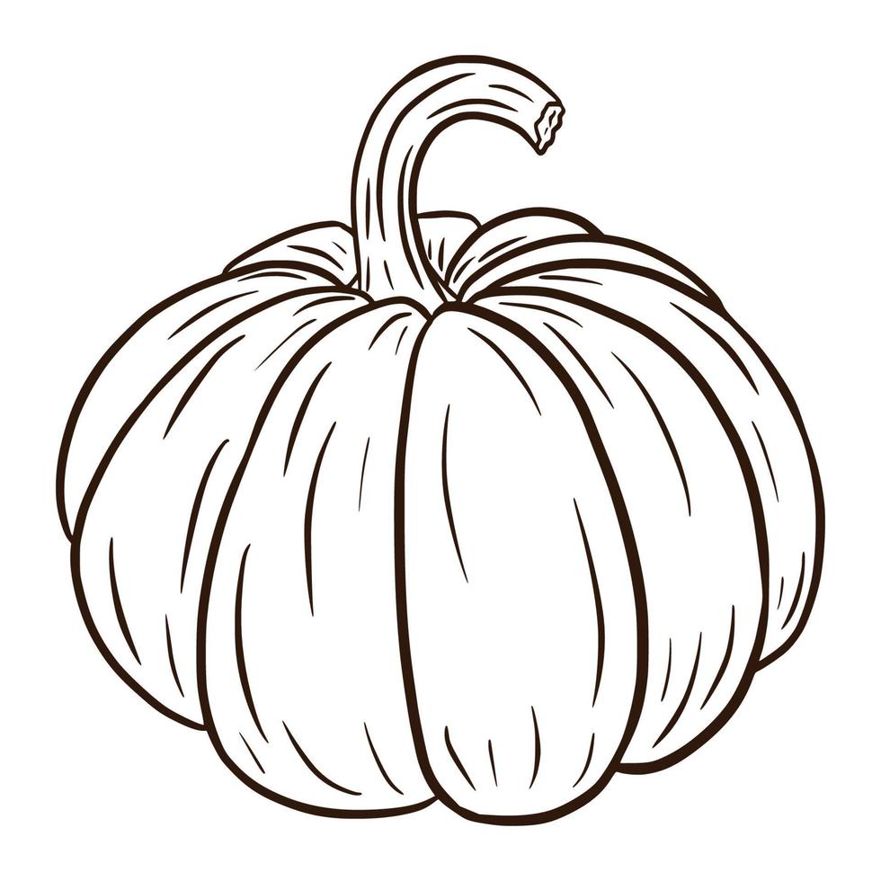 illustration de citrouille d'art en ligne. icône de la nourriture d'automne. croquis de courge mûre. élément pour la conception décorative d'automne, invitation d'halloween, récolte, autocollant, impression, logo, menu, recette vecteur