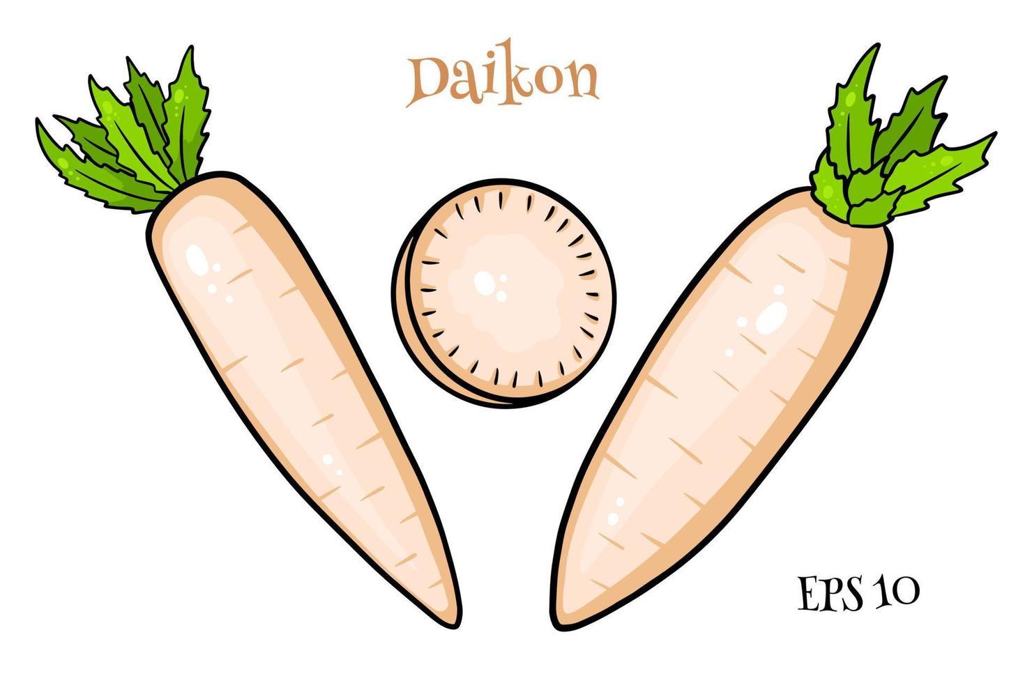 ensemble de daikon. daikon frais et quartiers tranchés. vecteur