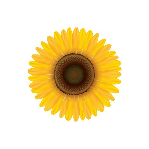 Tournesol. Fleur d&#39;été isolée. Illustration Vecor vecteur