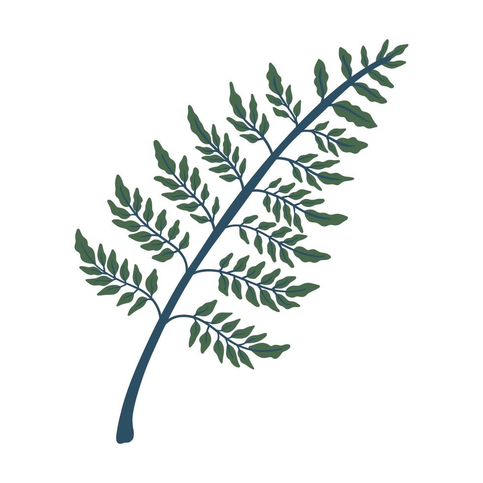 illustration vectorielle de feuille de fougère. élément de conception de forêt de feuilles vertes vecteur