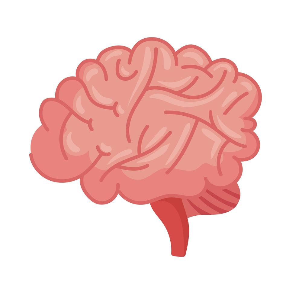 cerveau organe humain vecteur
