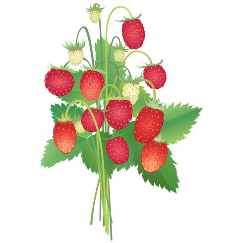 bouquet de fraises des bois vecteur