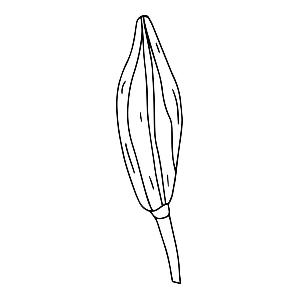 lis de griffonnage. éléments de feuilles et de bourgeons de lys. dessin au trait dessiné à la main. fleurs isolées sur fond blanc. pour faire un bouquet, pour faire-part de mariage. fleurs d'été. vecteur