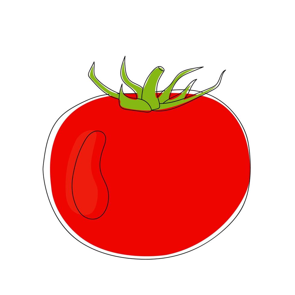 tomate dessinée à la main. vecteur