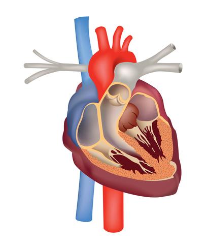 Signe médical d&#39;anatomie cardiaque. Coeur section humaine structure vecteur