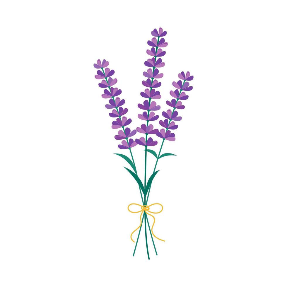 bouquet de fleurs de lavande isolé. illustration vectorielle de lavande en fleurs sur fond blanc vecteur