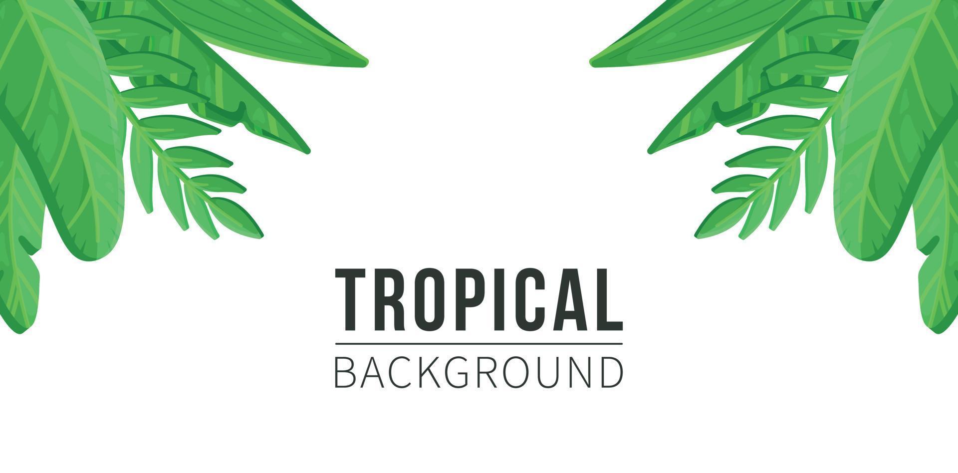 illustration vectorielle de feuilles tropicales. beau fond d'été. concept de fleurs tropicales avec des feuilles de palmier monstre, plumeria. vecteur