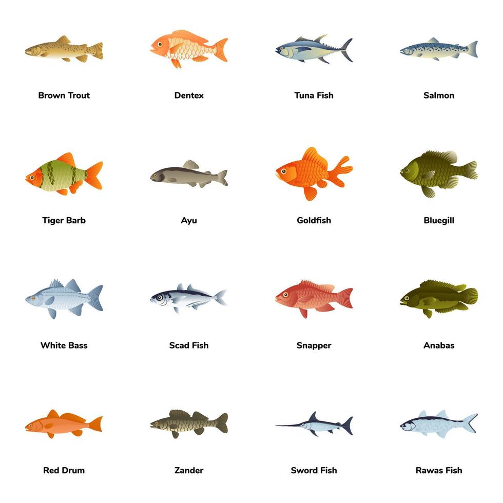 icônes plates des types de poissons de l'atlantique vecteur