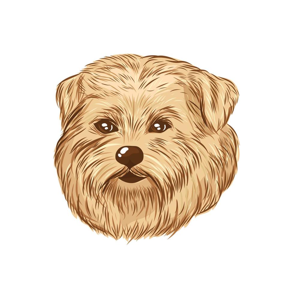 croquis vectoriel de tête de norfolk terrier.