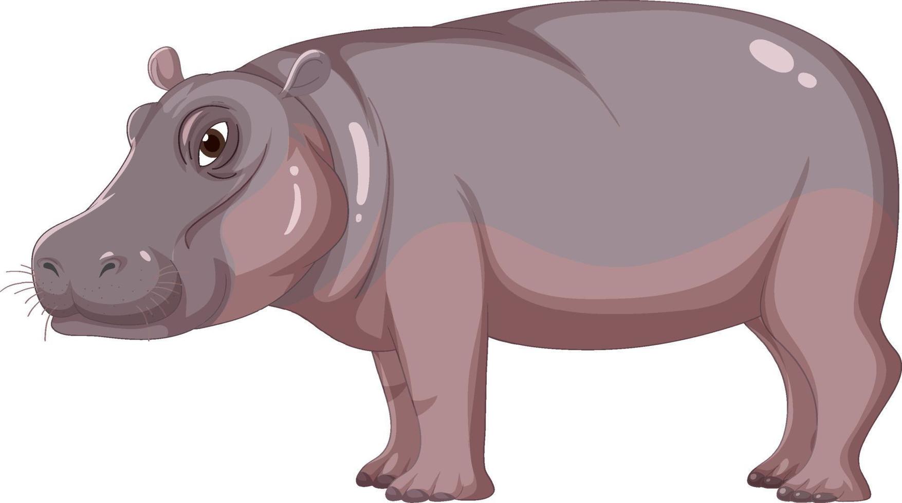 hippopotame isolé sur fond blanc vecteur