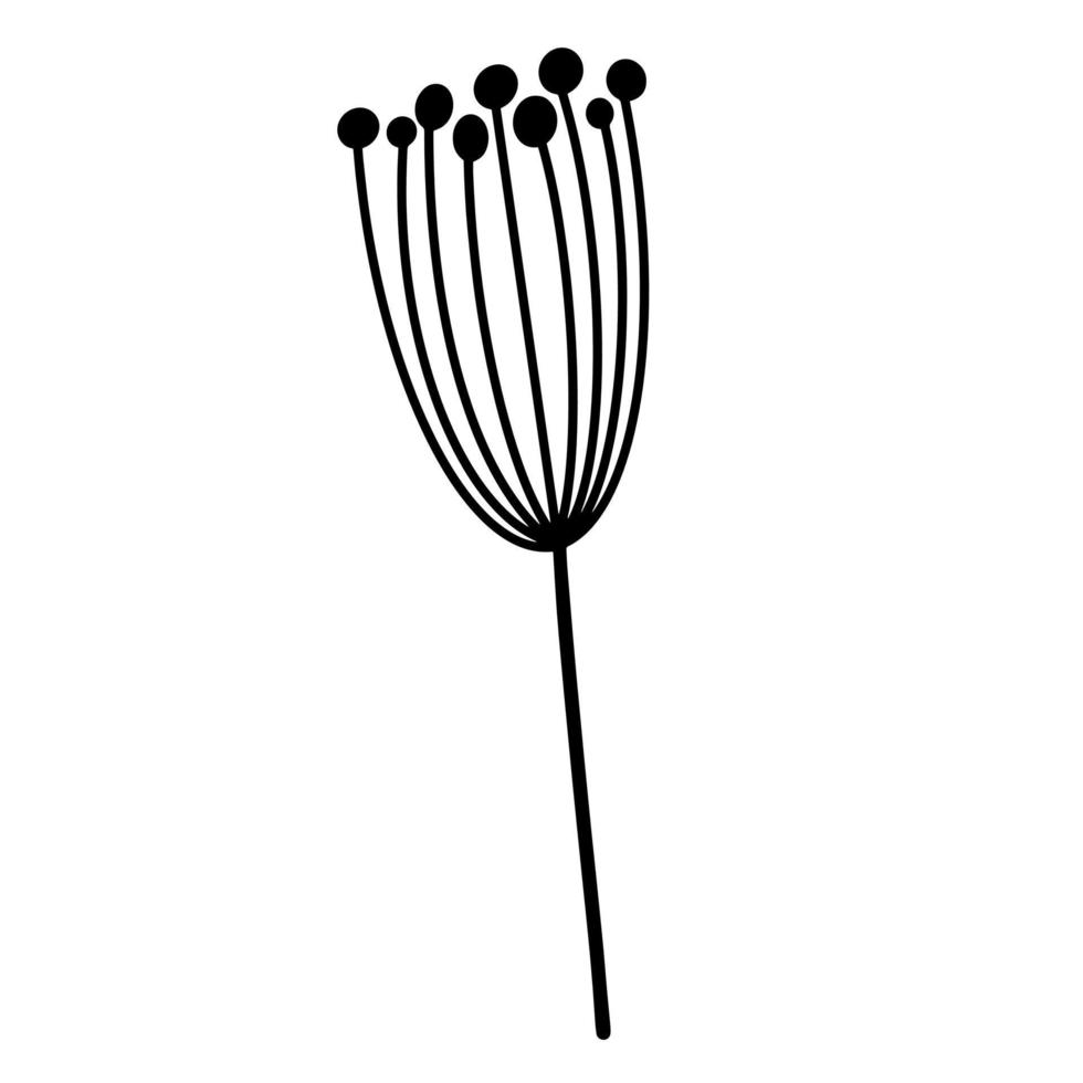 icône de vecteur de plante. illustration monochrome dessinée à la main isolée sur fond blanc. croquis botanique. contour de l'inflorescence ombelle. tige mince avec inflorescence et graines rondes. doodle fleur sauvage.