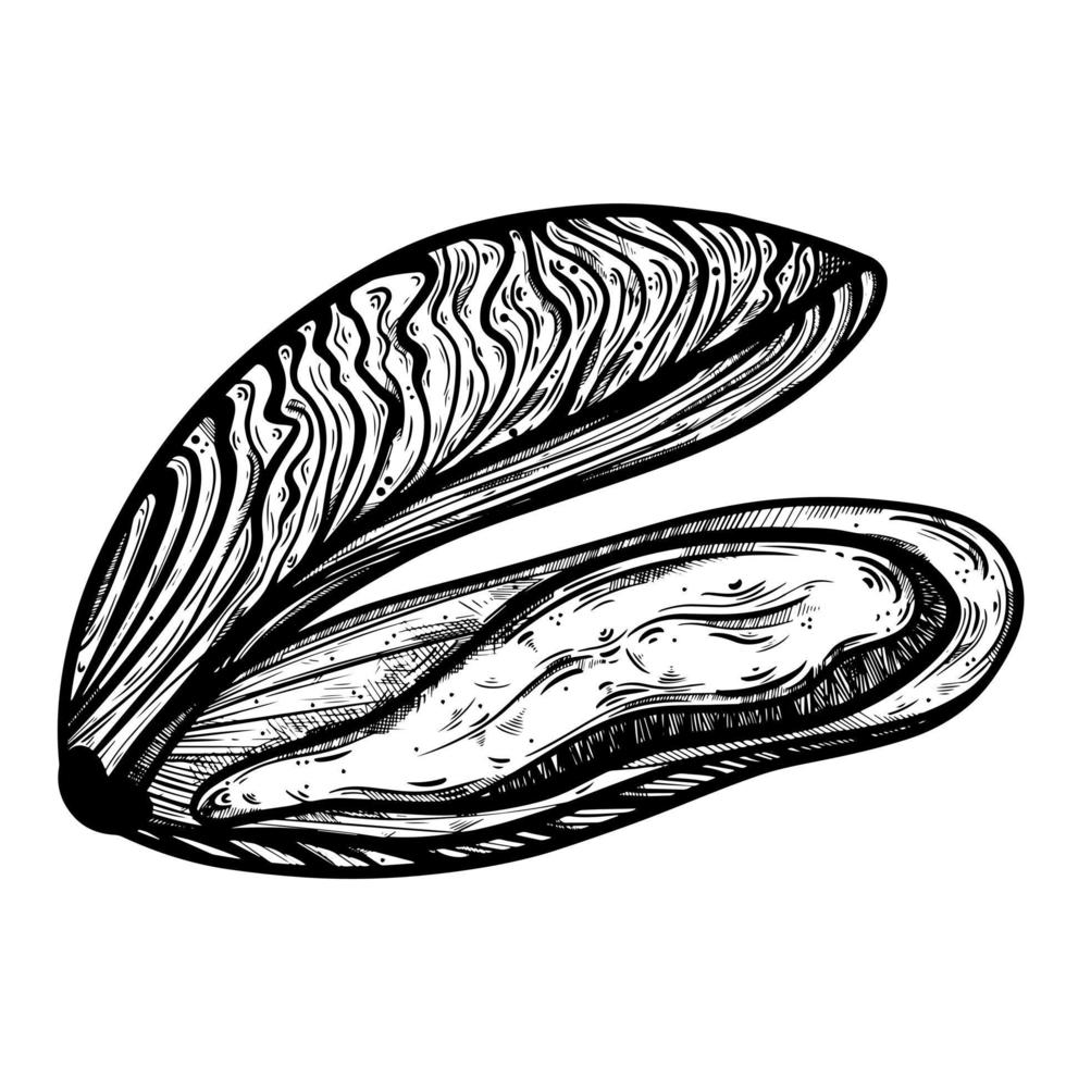 icône de vecteur de moules. doodle dessiné à la main isolé sur fond blanc. croquis à l'encre de fruits de mer. imitation de gravure. palourde de mer dans une coquille ouverte. contour des mollusques bivalves. élément monochrome.