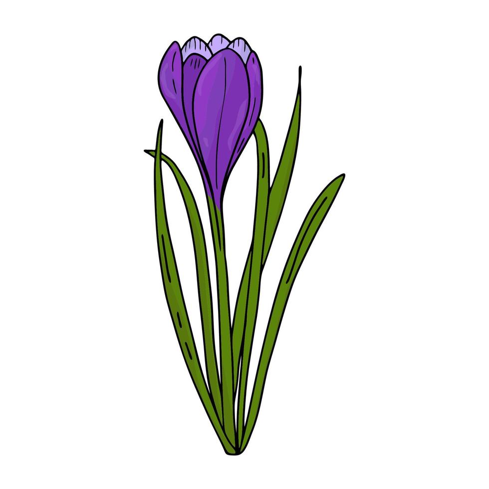 dessin de contour de crocus.les premières fleurs de printemps dans le style doodle.fleurs violettes.floristique pour la décoration, cartes postales, mariages, anniversaires.illustration vectorielle vecteur