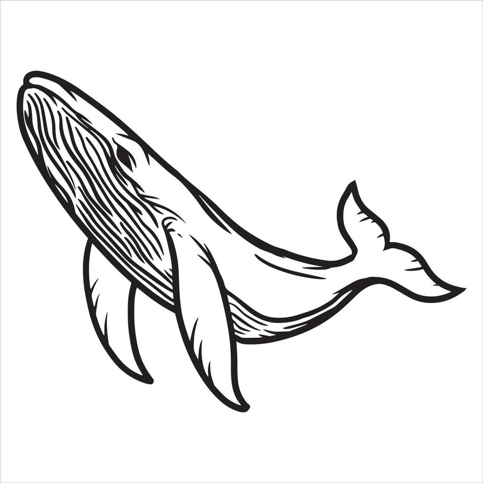 vecteur d'art de ligne de baleine à bosse, dessin linéaire de baleine isolé sur fond blanc
