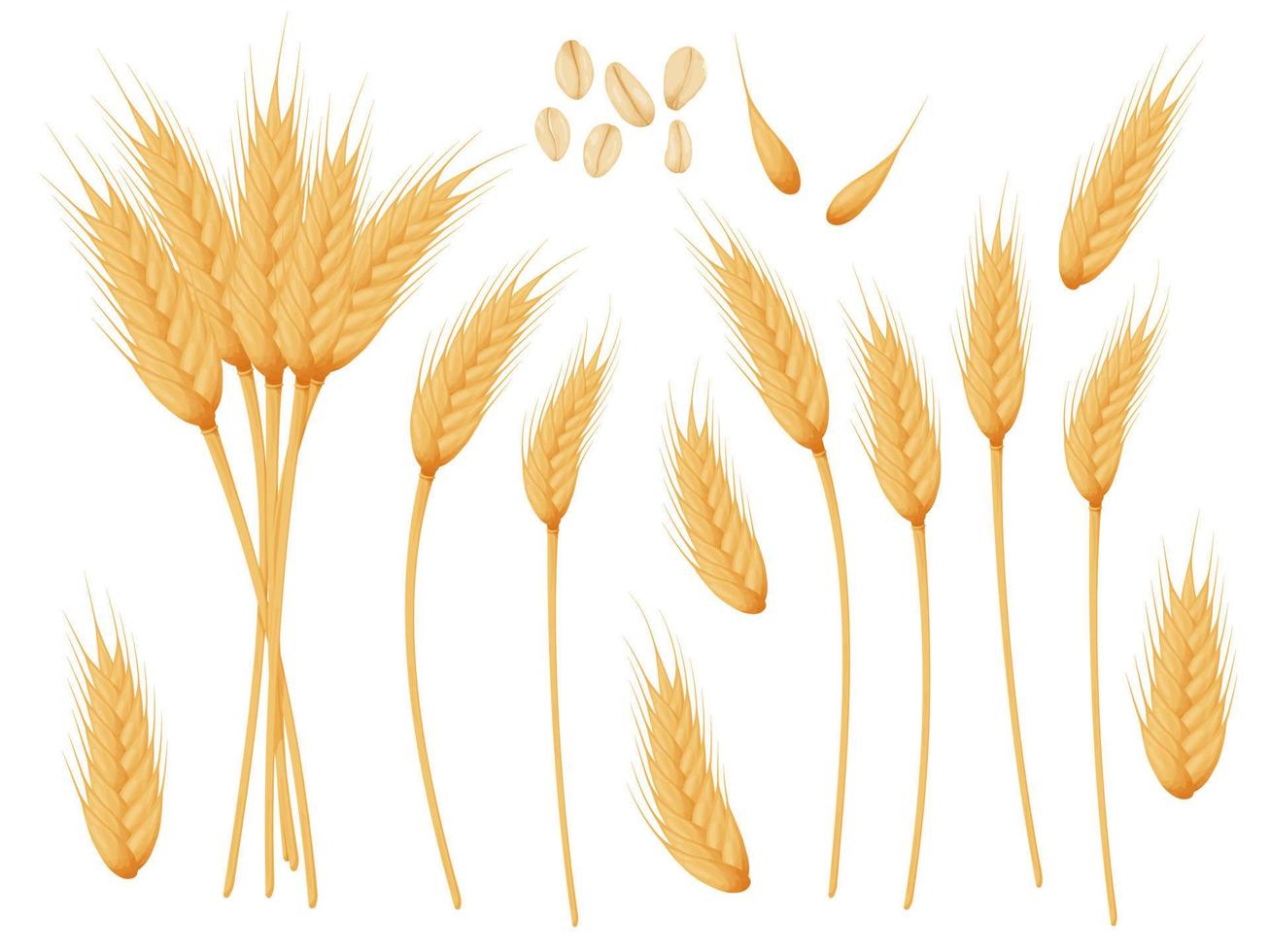 ensemble d'épis de blé. grains de céréales. thème de la récolte, de l'agriculture ou de la boulangerie. vecteur