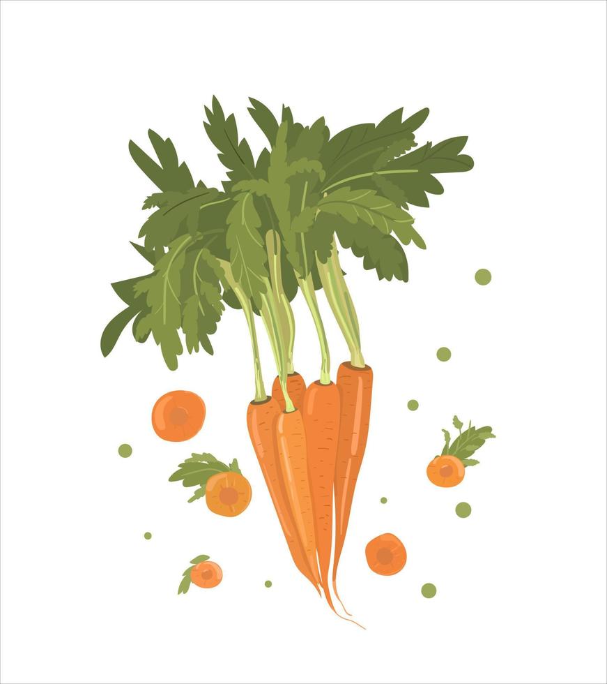 ensemble de vecteurs lumineux de tranches et de carottes entières. légume frais isolé sur fond blanc. l'illustration est utilisée pour la couverture du menu, la page web. revue, livre. vecteur