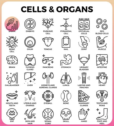 Jeu d&#39;icônes de cellules et d&#39;organes vecteur