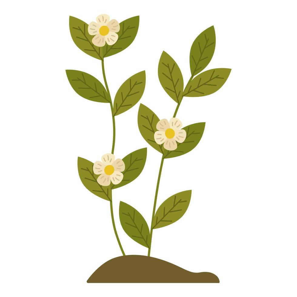 buisson de thé avec des fleurs et des feuilles vertes. illustration vectorielle botanique isolée. pour une carte postale, un dessin ou un décor vecteur