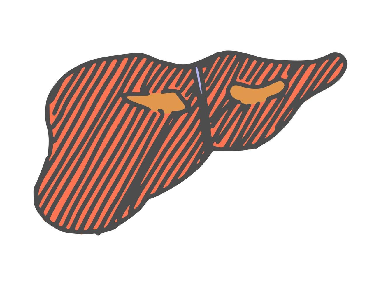 foie d'organe humain. croquis de dessin simple doodle vecteur