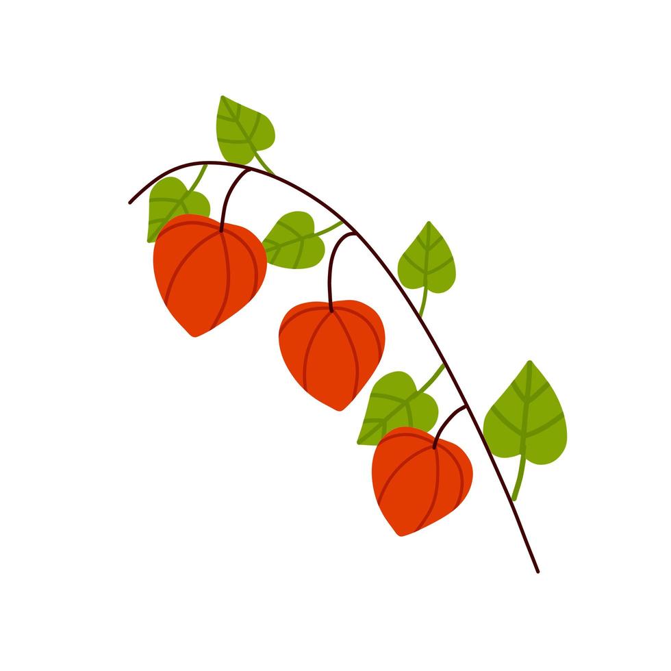 branche de physalis. fleur d'oranger. plante ornementale. illustration de dessin animé plat vecteur