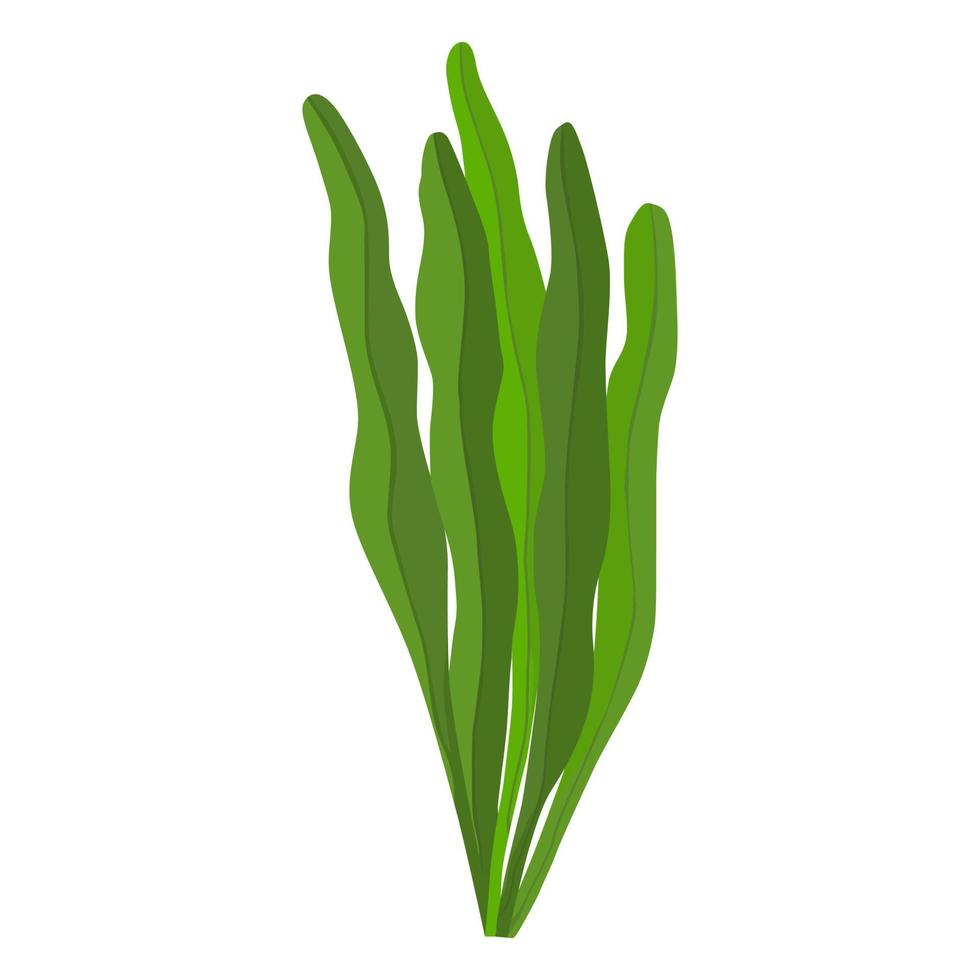 icône de vecteur d'algues spiruline sur fond blanc.