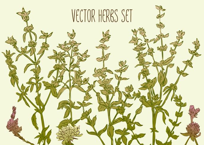 Herbes_1 vecteur